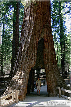 California Tunnel Tree